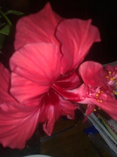 Imagine0261 - HIBISCUS-2012