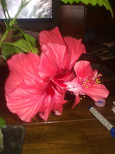 Imagine0262 - HIBISCUS-2012