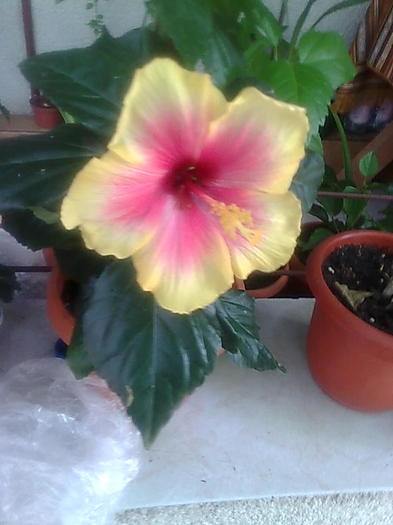 Imagine0268 - HIBISCUS-2012