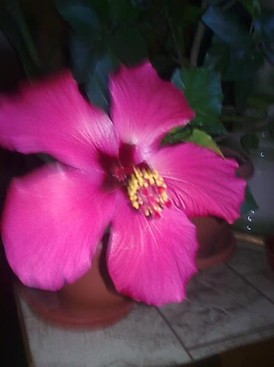 Imagine0299 - HIBISCUS-2012