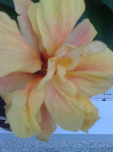 Imagine0321 - HIBISCUS-2012