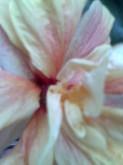 Imagine0322 - HIBISCUS-2012