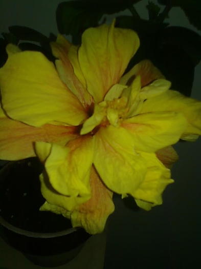 Imagine0324 - HIBISCUS-2012