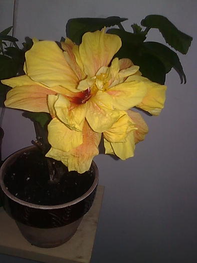 Imagine0326 - HIBISCUS-2012