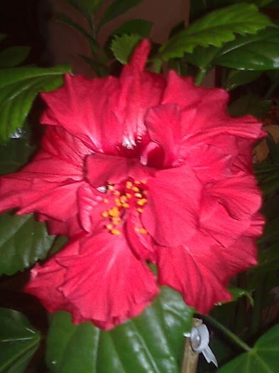 Imagine0336 - HIBISCUS-2012