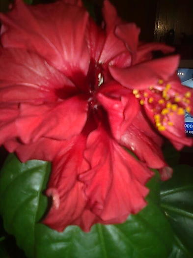 Imagine0338 - HIBISCUS-2012