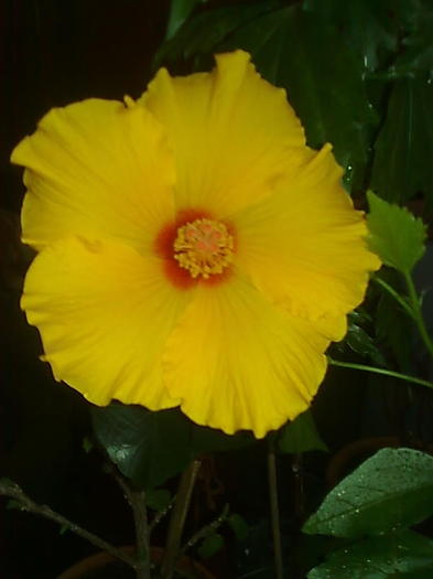 Imagine0358 - HIBISCUS-2012