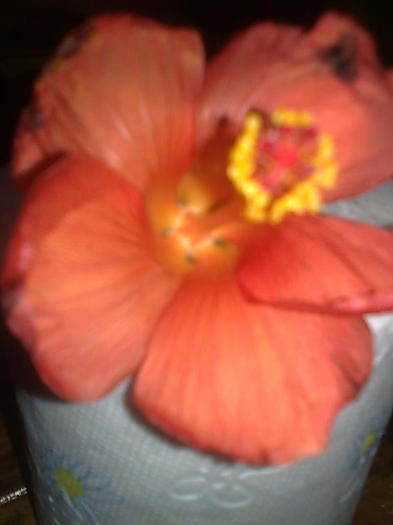 Imagine0406 - HIBISCUS-2012