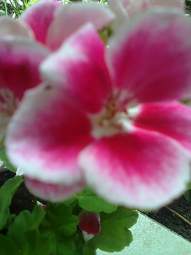 Imagine0246 - Pelargonium