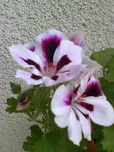 Imagine0021 - Pelargonium