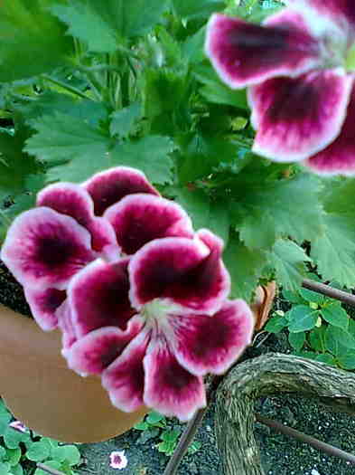 Imagine0026 - Pelargonium