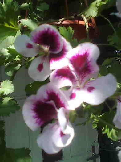 Imagine0039 - Pelargonium