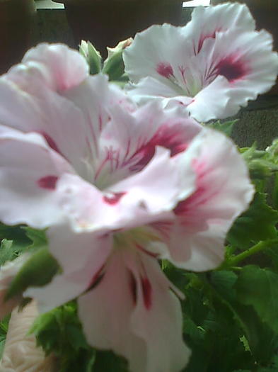 Imagine0220 - Pelargonium