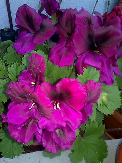 Imagine0231 - Pelargonium