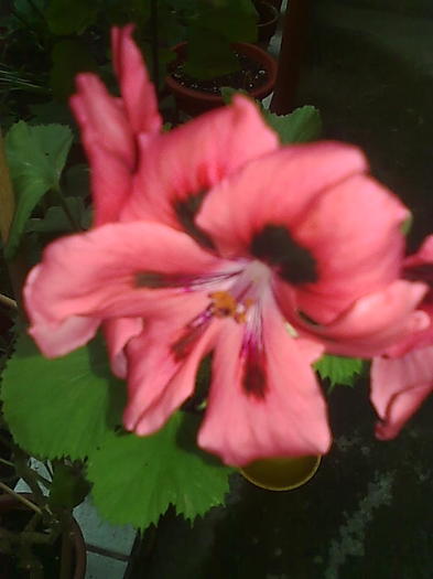 Imagine0236 - Pelargonium