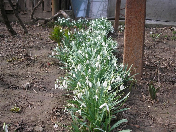 ghiocei - L-flori din curte