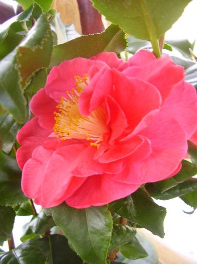  - camelia japonica 2011