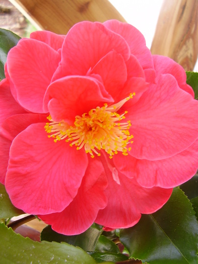  - camelia japonica 2011