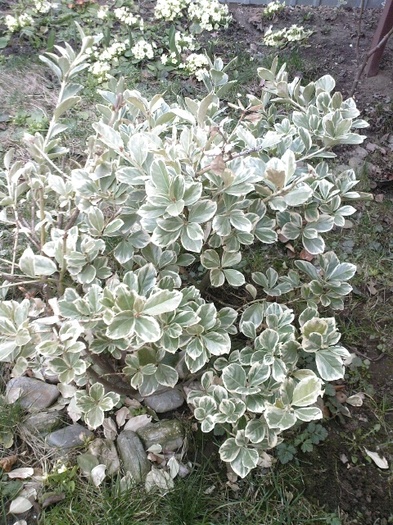 euonymus
