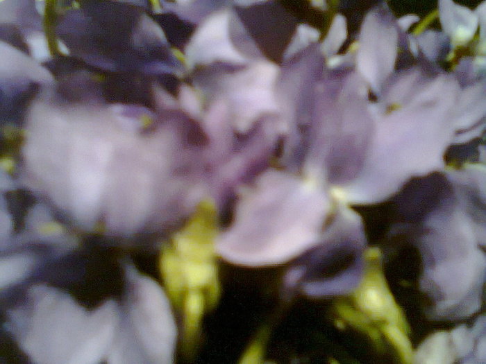 toporasi - flori de padure