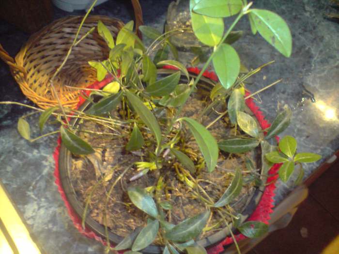 vinca - flori de padure