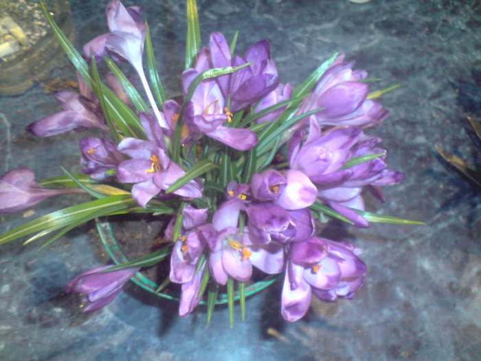 branduse in ghiveci - flori de padure