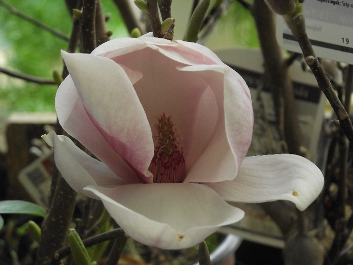 DSCF0772 - magnolia