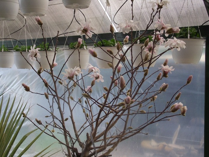 DSCF0776 - magnolia
