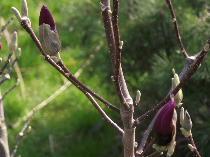 DSCF0795 - magnolia