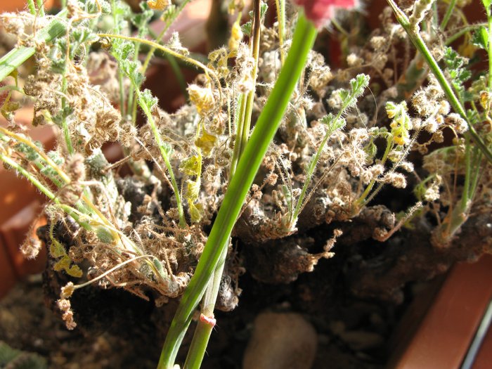 Pelargonium alternans - Pelargonium