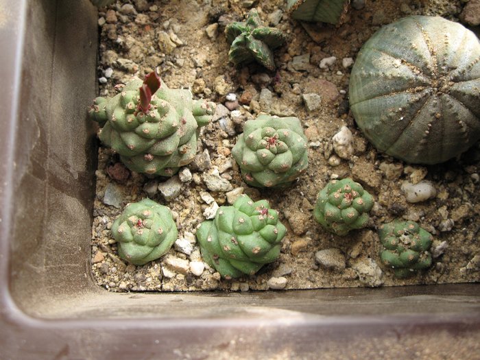 Monadenium ritchei ssp. marsabitense