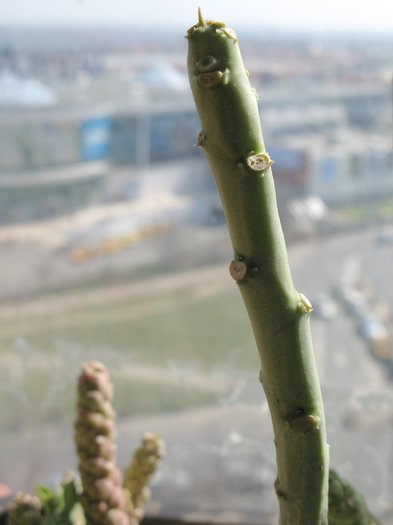 Monadenium arborescens