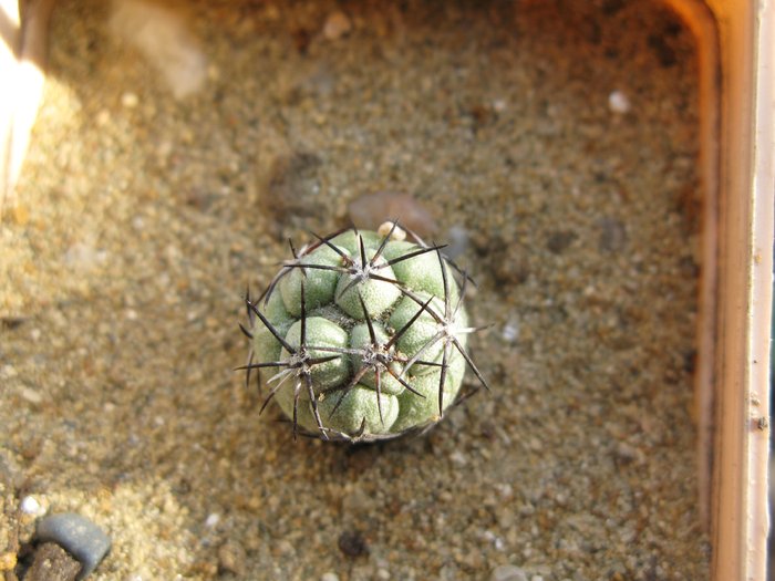 Ortegocactus macdougalli