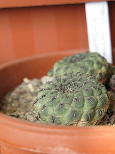 Sulcorebutia rauschii