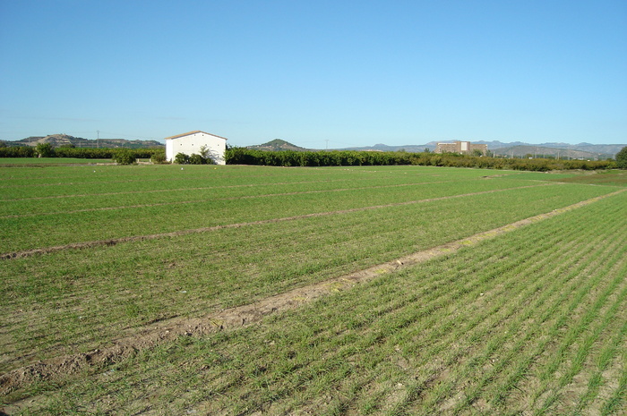 10 O plantatie de usturoi - In vizita la sora mea in Spania