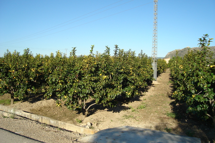 11 Livada de fructe kaki - In vizita la sora mea in Spania