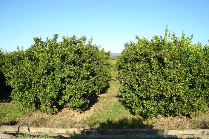 12 Livada de mandarine - In vizita la sora mea in Spania