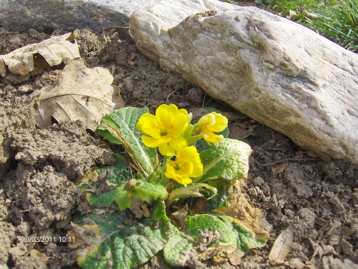 PRIMULA - 03_MARTIE 2011