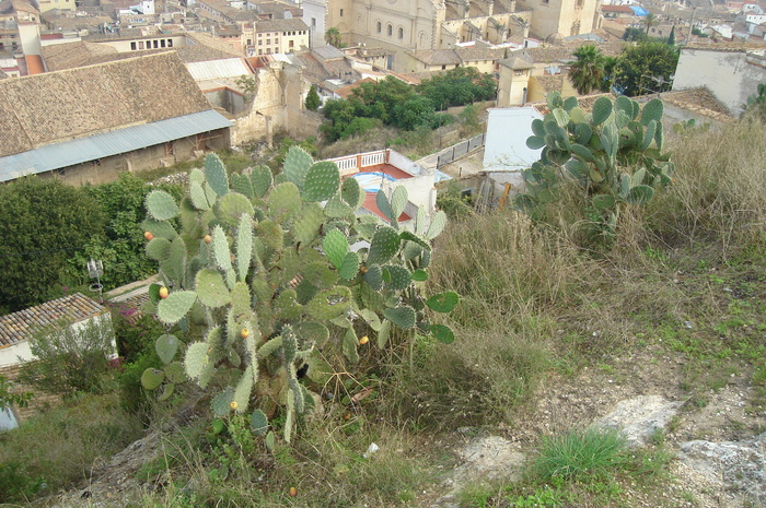 29 Cactusi - In vizita la sora mea in Spania