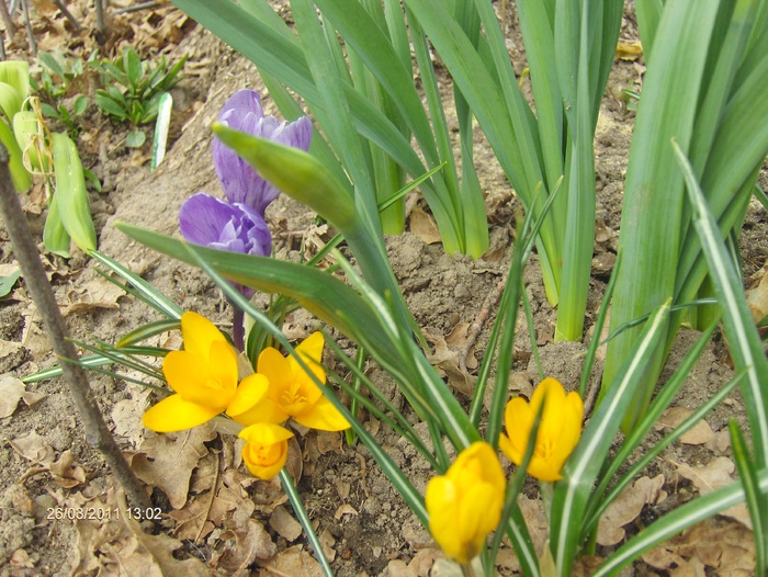 CROCUSI