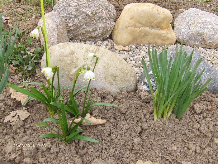 GHIOCEI DE LA ADRIANA