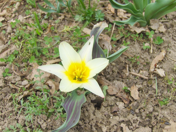 LALEA PITICA; DE LA MAMA-NUTA
