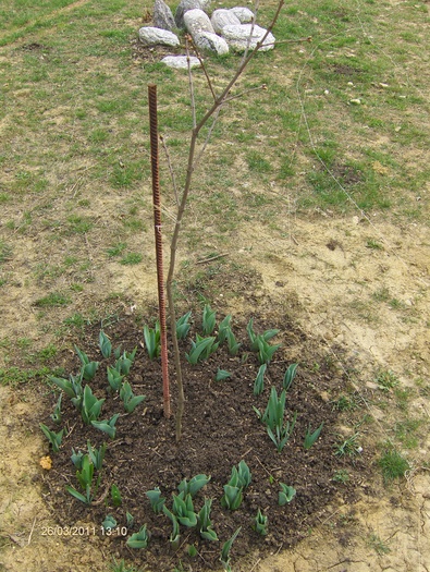 LALELE IN JURUL LILIACULUI