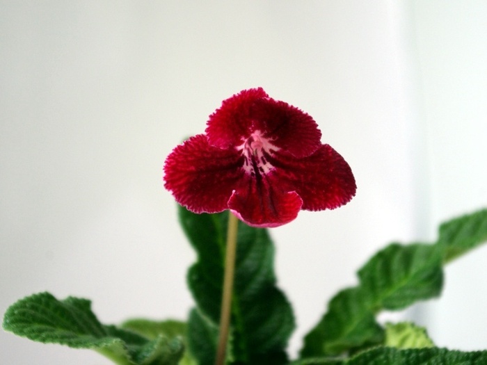 SG104975 - ZZZ-Alte Gesneriaceae