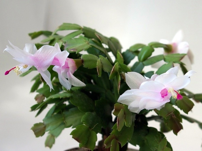 SG104947 - ZZZ-Alte Gesneriaceae