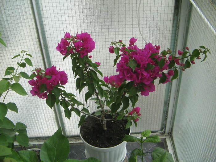 11.10.2007 - Bougainvillea