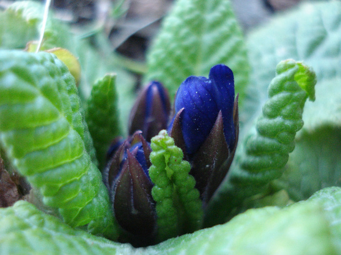 Blue Primula (2011, March 26) - PRIMULA Acaulis