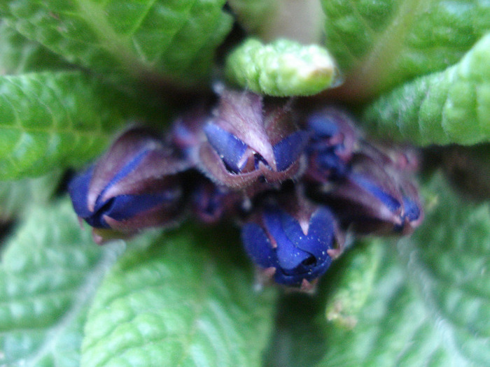Blue Primula (2011, March 26) - PRIMULA Acaulis
