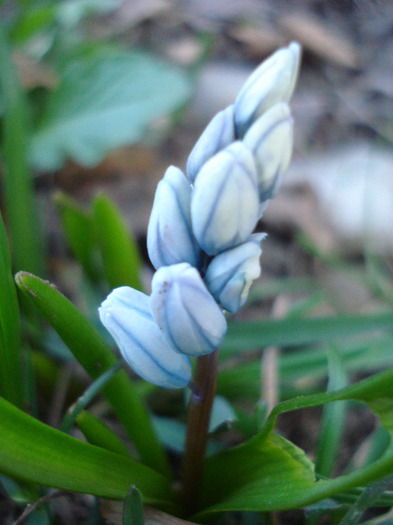 Puschkinia scilloides (2011, March 26)