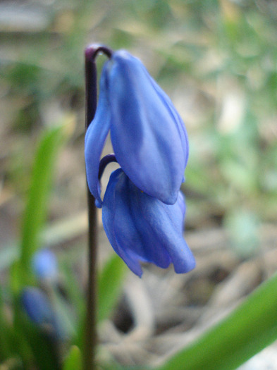 Scilla siberica (2011, March 26)